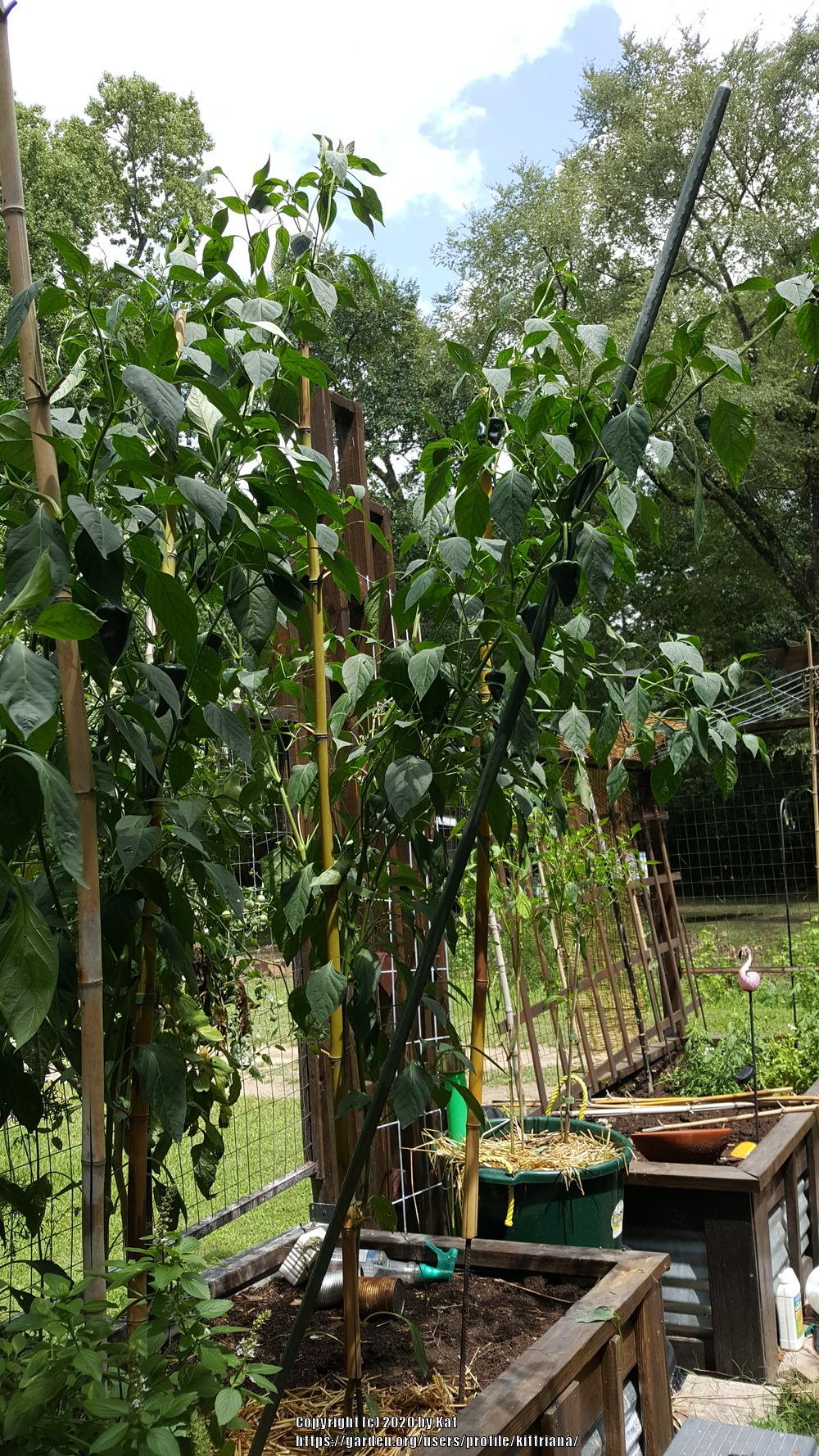 Photo of Chili Pepper (Capsicum annuum 'Poblano') uploaded by kittriana