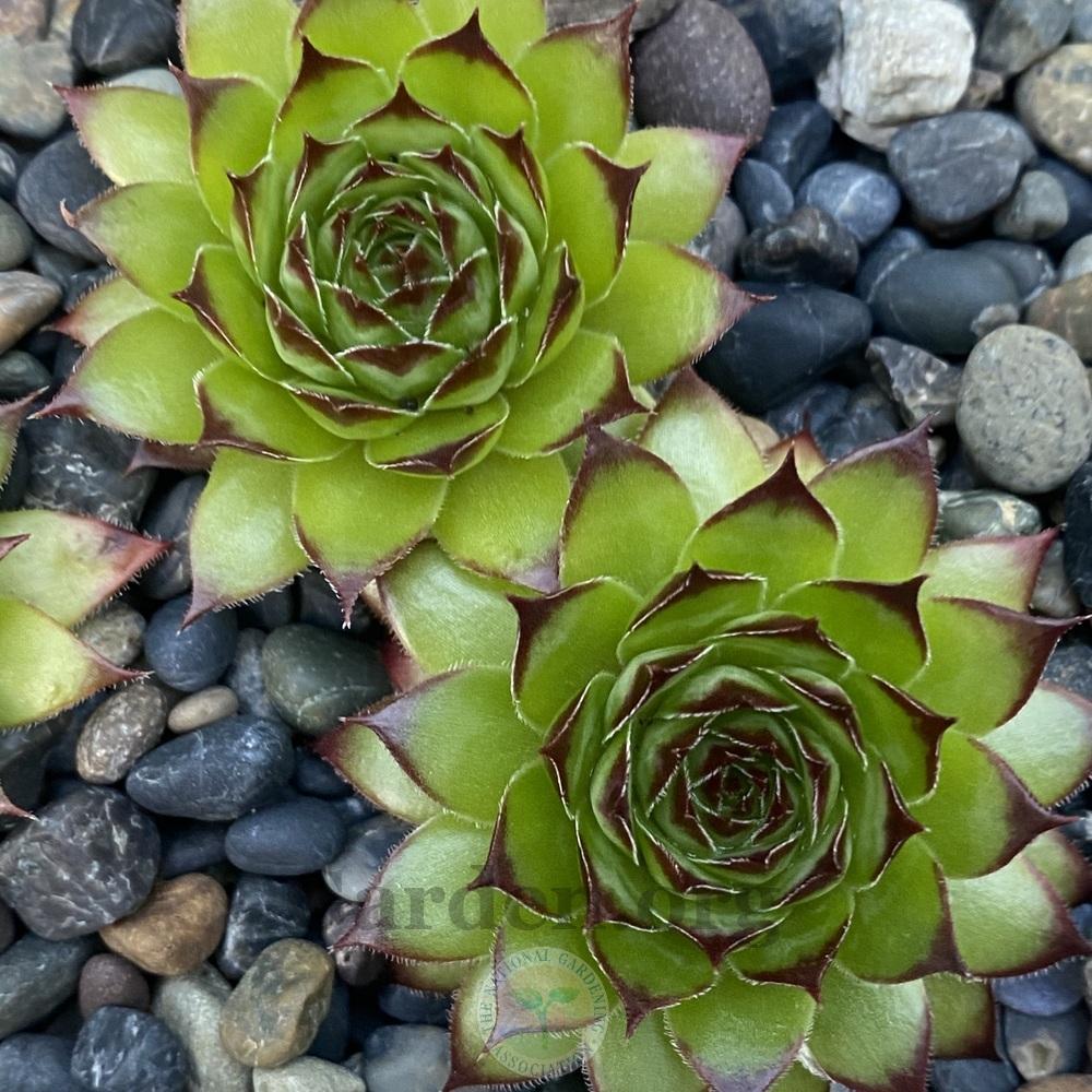 Photo of Hen and Chicks (Sempervivum 'Kimono') uploaded by springcolor