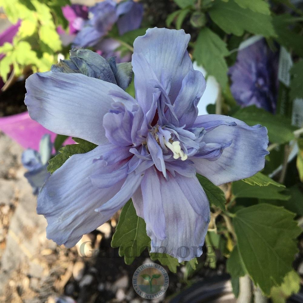 Photo of Rose of Sharon (Hibiscus syriacus Blue Chiffon™) uploaded by BlueOddish
