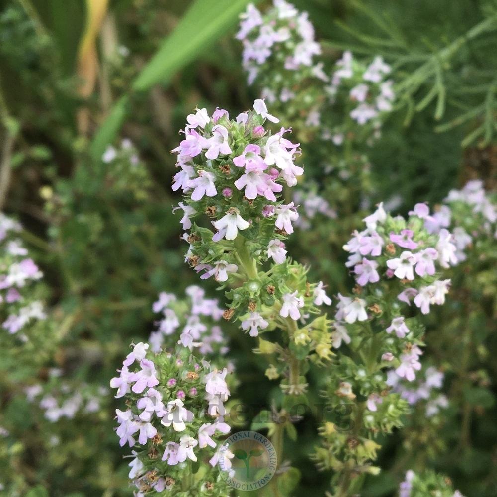 Photo of Creeping Thyme (Thymus 'Doone Valley') uploaded by BlueOddish