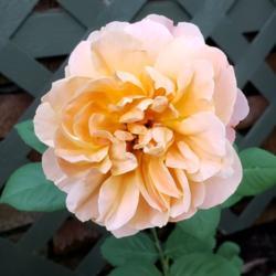 Location: Mansfield, Ohio 44907
Date: 2020-07-22
First bloom after purchasing from Heirloom Roses, late July.