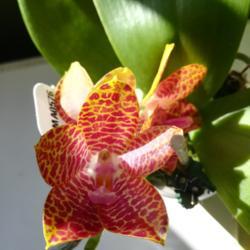Location: San Diego, CA
Date: 2020-06-18
Phalaenopsis gigantea x Mituo Reflex Dragon, unique cross with fi
