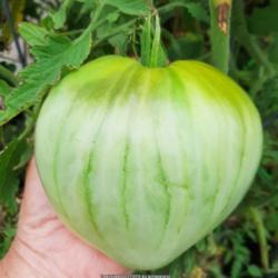 Location: Chicago
Date: 2020-07-27
The largest tomato I have grown thus far.