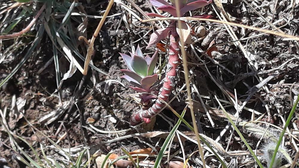 Photo of Donkey Tail (Euphorbia myrsinites) uploaded by skopjecollection