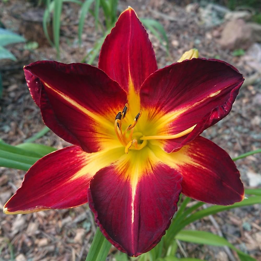 Photo of Daylily (Hemerocallis 'Ruby Spider') uploaded by D3LL