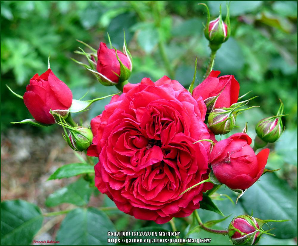 Photo of Rose (Rosa 'Francois Rabelais') uploaded by MargieNY