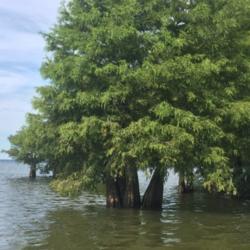 Location: Summerton, SC
Date: 2020-07-24
Santee Cooper lake is filled with bald cypress trees both along t