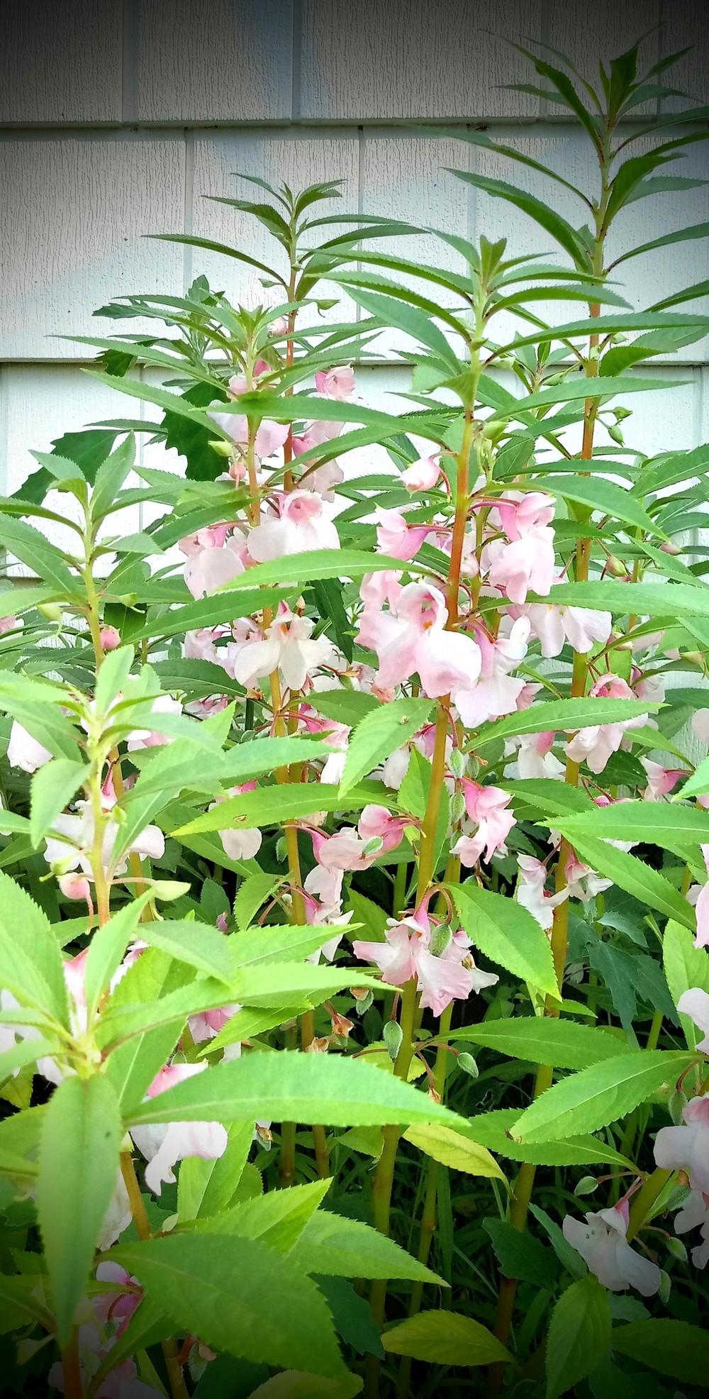 Photo of Balsam (Impatiens balsamina 'Camellia Flowered Mix') uploaded by JayZeke