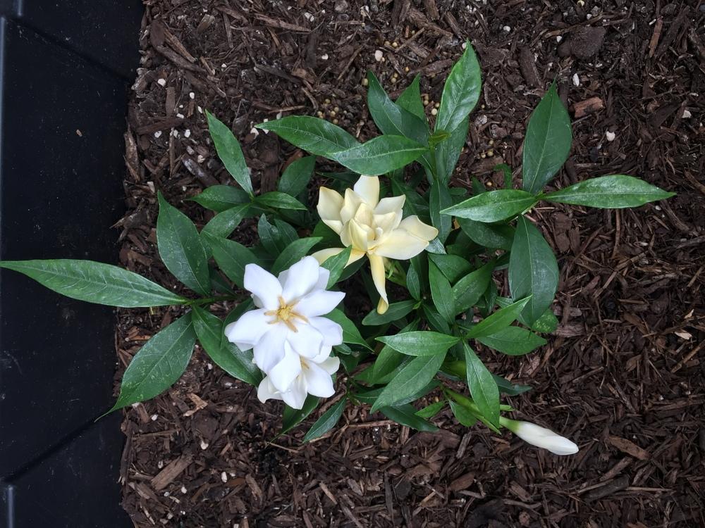 Photo of Gardenia (Gardenia jasminoides 'Frostproof') uploaded by SkirtGardener