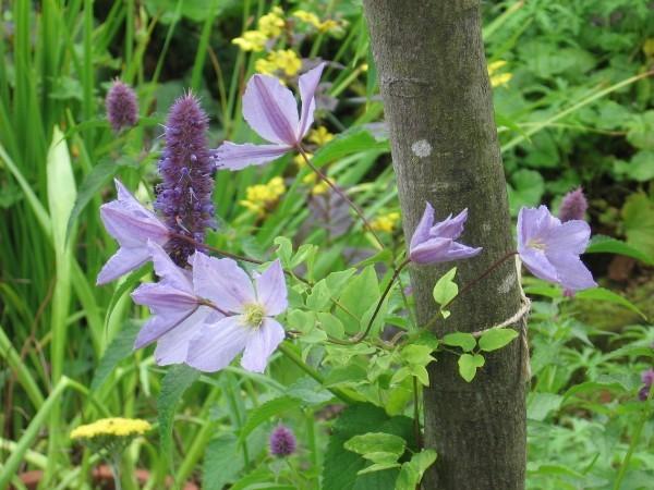 Photo of Clematis Blue Angel uploaded by Yorkshirelass