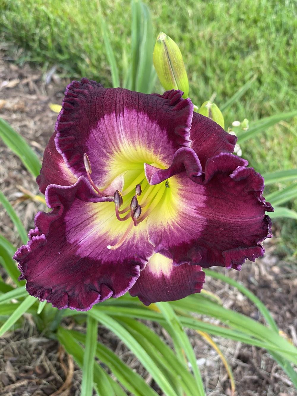 Photo of Daylily (Hemerocallis 'Ghosts and Goblins') uploaded by Legalily