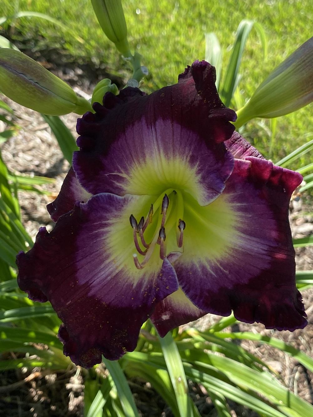 Photo of Daylily (Hemerocallis 'Ghosts and Goblins') uploaded by Legalily