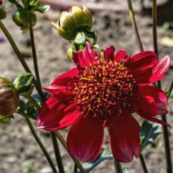 Location: Dahlia Hill, Midland, Michigan
Date: 2019-09-14
This bloom of the anemone form dahlia Hotcakes shows serious inse