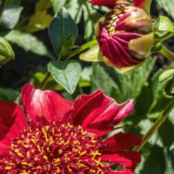 Location: Dahlia Hill, Midland, Michigan
Date: 2019-09-14
Buds at the top of the shot and the upper half of a full bloom be