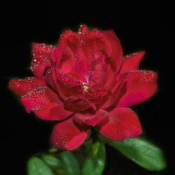 Location: Botanical Gardens of the State of Georgia...Athens, Ga
Date: 2019-09-22
Red Knockout Rose With Dewdrops 070a