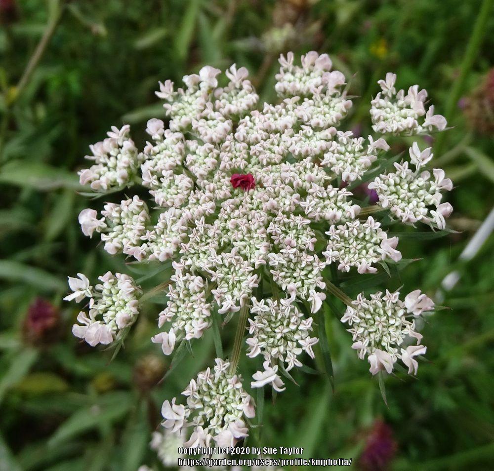 Photo of Queen Anne's Lace (Daucus carota) uploaded by kniphofia