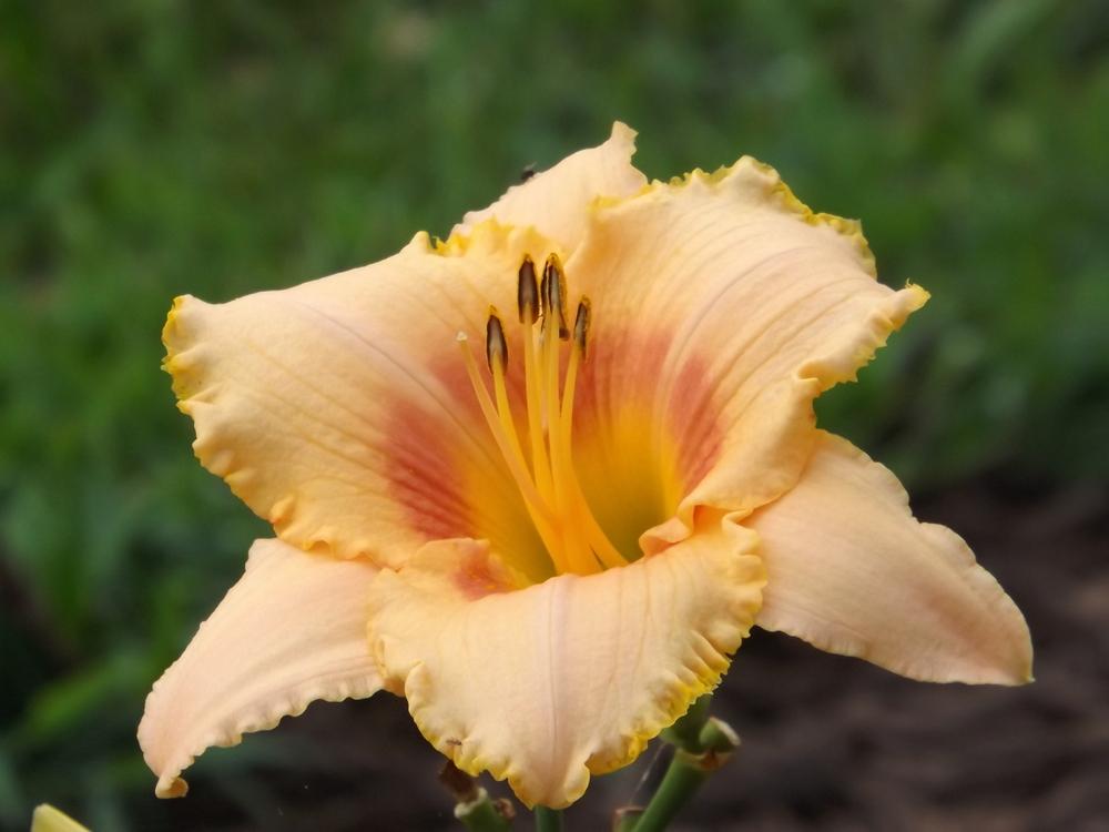 Photo of Daylily (Hemerocallis 'Bordello Queen') uploaded by Curlycollards