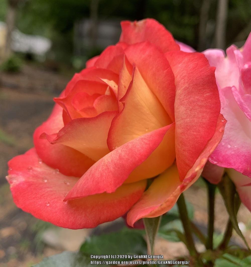 Photo of Rose (Rosa 'Rainbow Sorbet') uploaded by GenXNEGeorgia