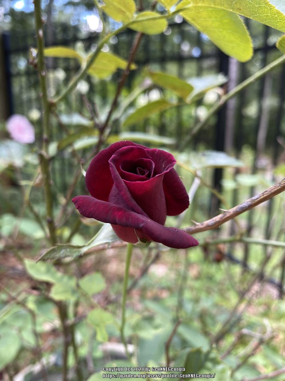 Photo of Rose (Rosa 'Chrysler Imperial') uploaded by GenXNEGeorgia