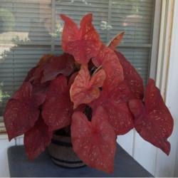 Location: in my garden in Oklahoma City
Date: 07-30-2020
Fancy-leaf Caladium (Caladium 'Burning Heart')