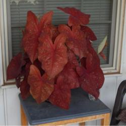 Location: in my garden in Oklahoma City
Date: 07-30-2020
Fancy-leaf Caladium (Caladium 'Burning Heart')