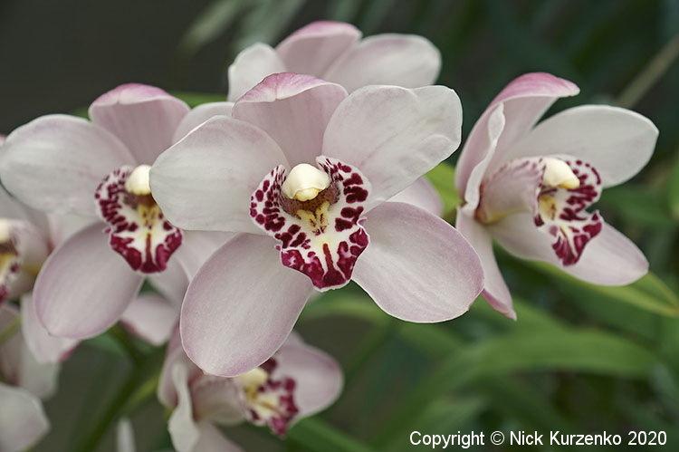 Photo of Orchid (Cymbidium) uploaded by Nick_Kurzenko