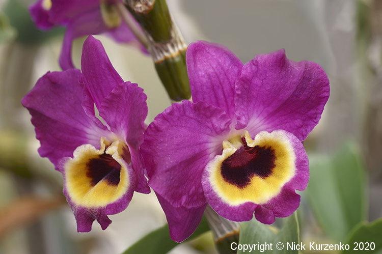 Photo of Orchid (Dendrobium) uploaded by Nick_Kurzenko