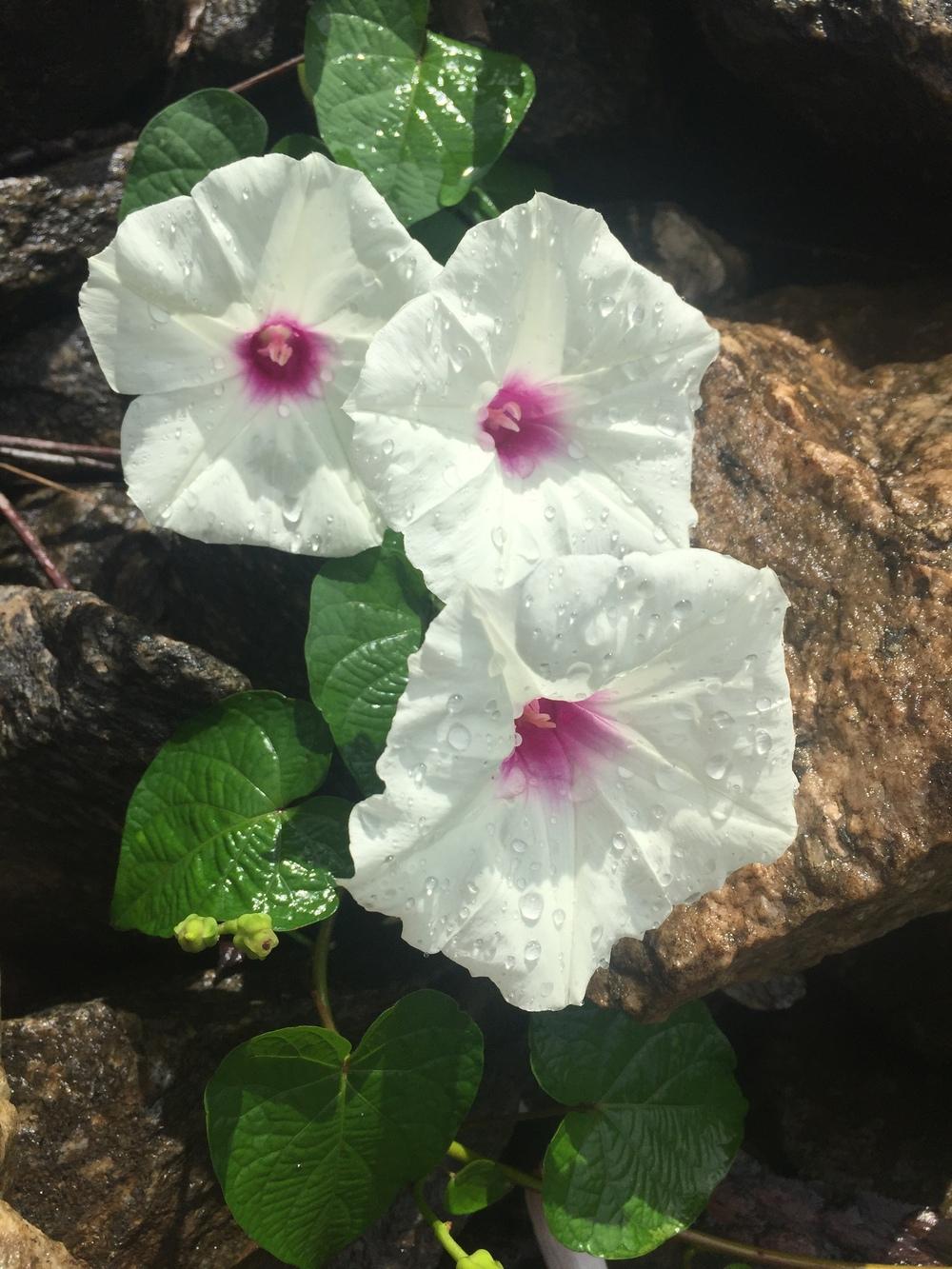 Photo of Man of the earth (Ipomoea pandurata) uploaded by WhistlingWisteria