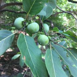 Location: Lake James, NC
Date: 2020-08-01
These unripe fruits are a little smaller than a ping-pong ball.  