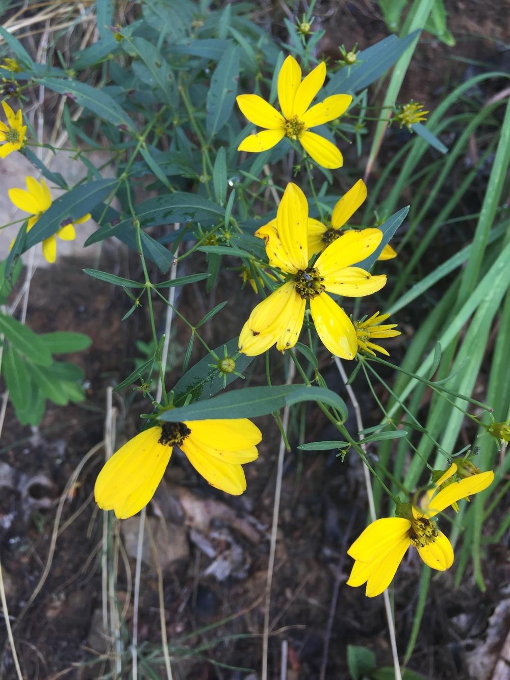 Photo of Greater Tickseed (Coreopsis major) uploaded by WhistlingWisteria