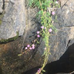 Location: Lake James, NC
Date: 2020-08-01
This was growing from a small crevice in a rock wall along the ba