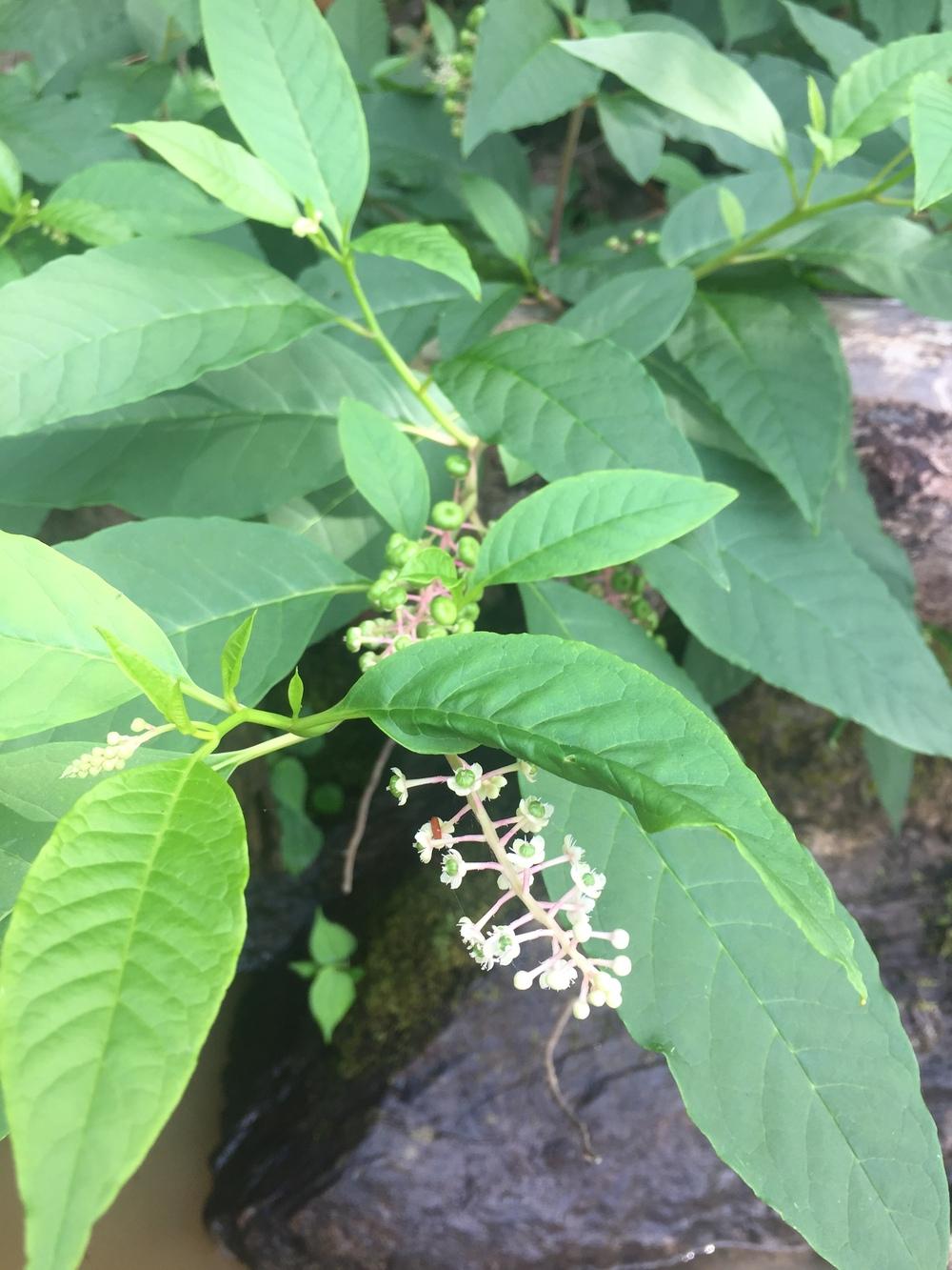 Photo of Pokeweed (Phytolacca americana) uploaded by WhistlingWisteria