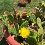 Whole eastern prickly pear in bloom