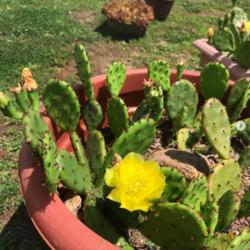 Location: New York City Area
Date: June
Whole eastern prickly pear in bloom