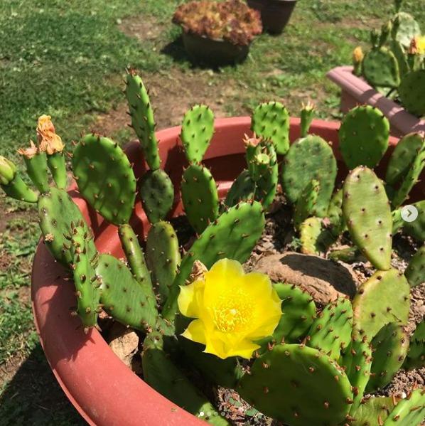 Photo of Eastern Prickly Pear (Opuntia humifusa) uploaded by Araceae