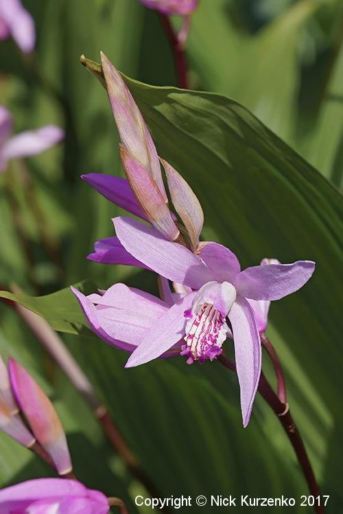 Photo of Chinese Ground Orchid (Bletilla striata) uploaded by Nick_Kurzenko