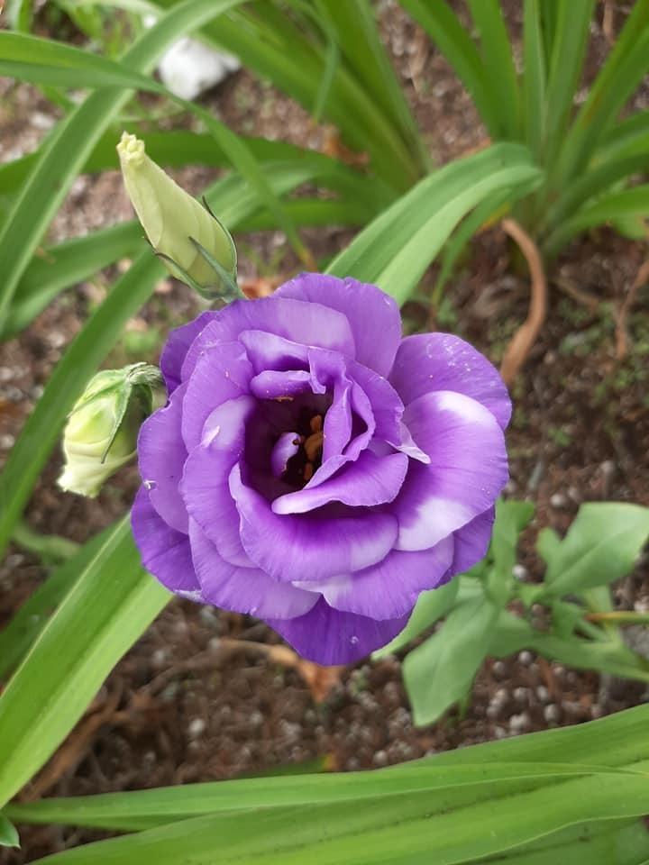 Photo of Texas Bluebell (Eustoma russellianum) uploaded by pixie62560