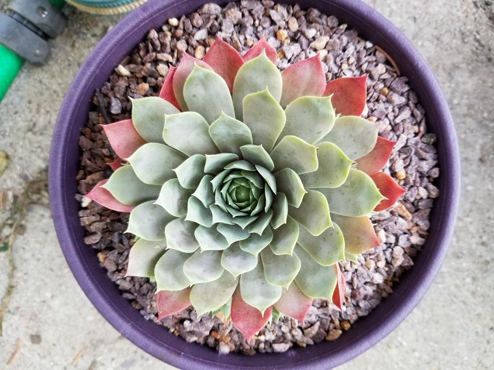Photo of Hen and Chicks (Sempervivum 'Lilac Time') uploaded by Chicklady