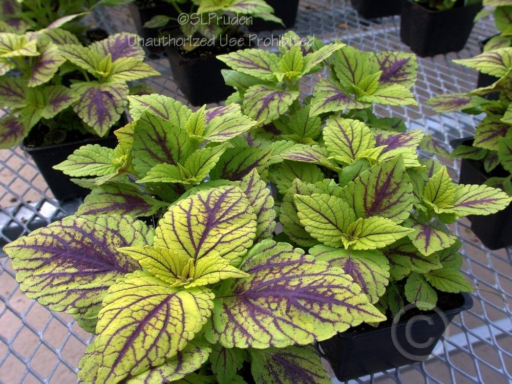 Photo of Coleus (Coleus scutellarioides 'Gay's Delight') uploaded by DaylilySLP