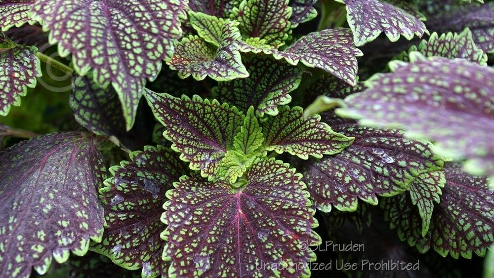 Photo of Coleus (Coleus scutellarioides 'Ruby Dreams') uploaded by DaylilySLP