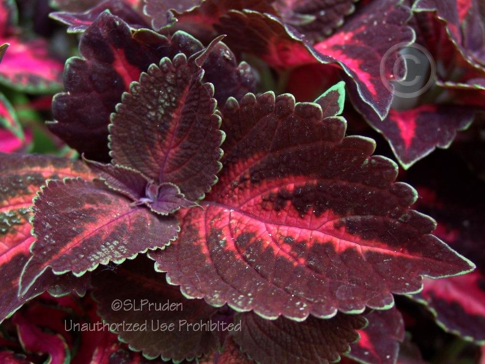 Photo of Coleus (Coleus scutellarioides ColorBlaze® Kingswood Torch) uploaded by DaylilySLP