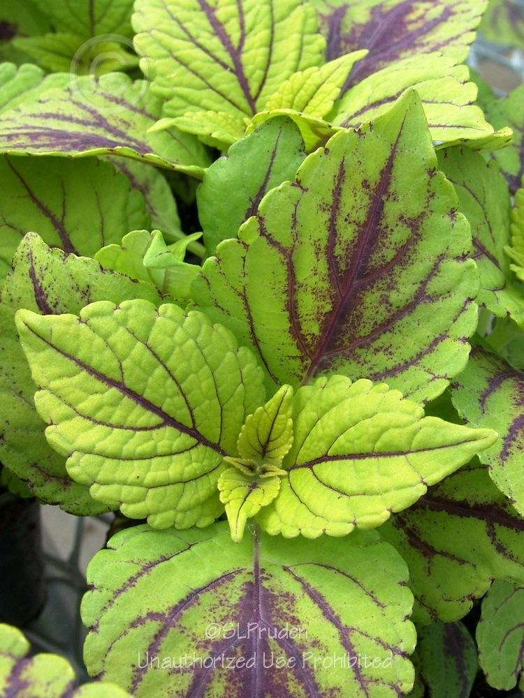 Photo of Coleus (Coleus scutellarioides 'Gay's Delight') uploaded by DaylilySLP