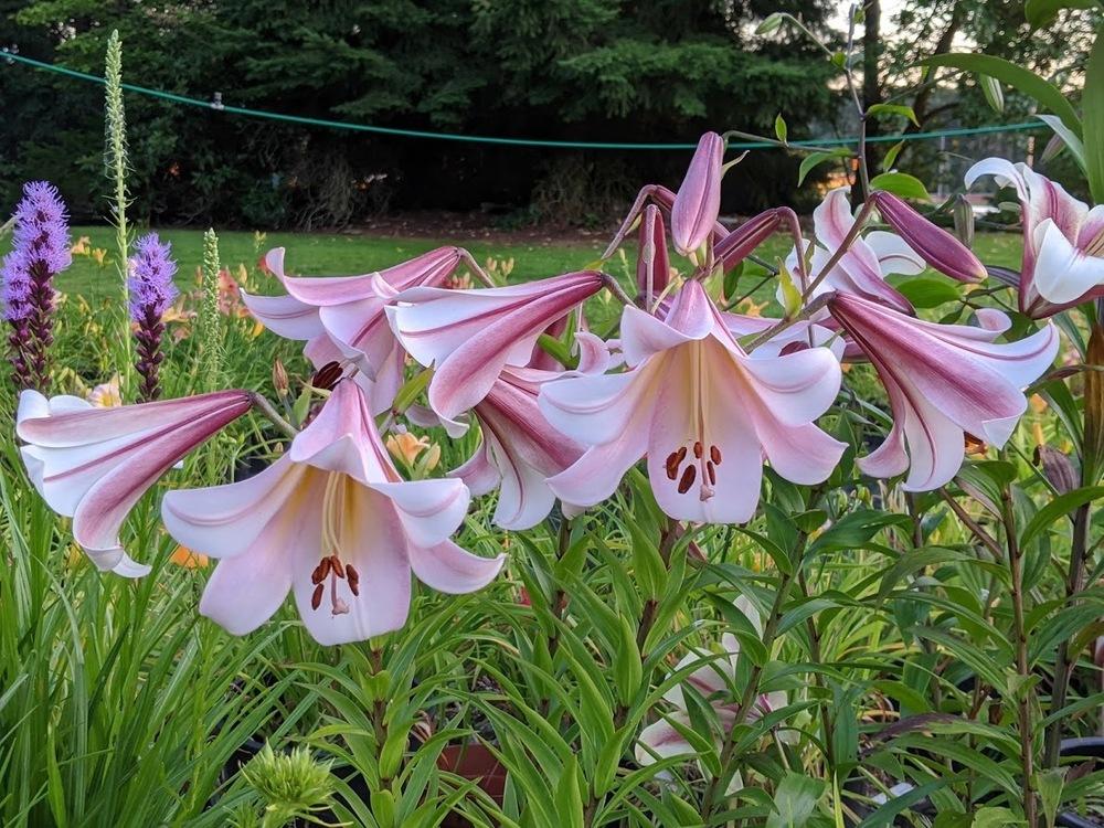 Photo of Lily (Lilium 'Eastern Moon') uploaded by Joy