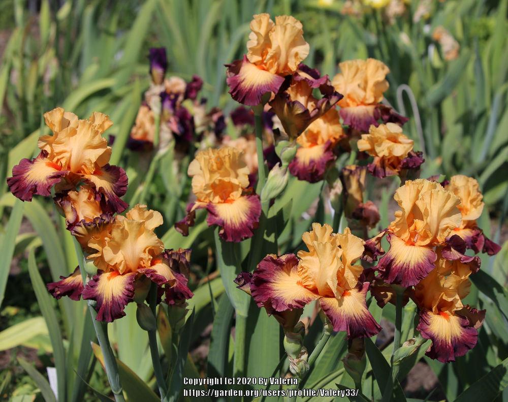 Photo of Tall Bearded Iris (Iris 'Jazz Band') uploaded by Valery33