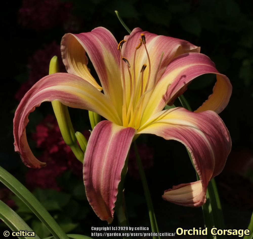 Photo of Daylily (Hemerocallis 'Orchid Corsage') uploaded by celtica