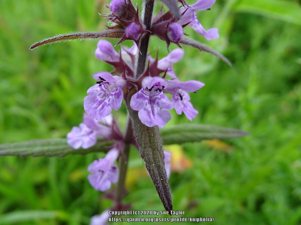 Photo of Marsh Woundwort (Stachys palustris) uploaded by kniphofia
