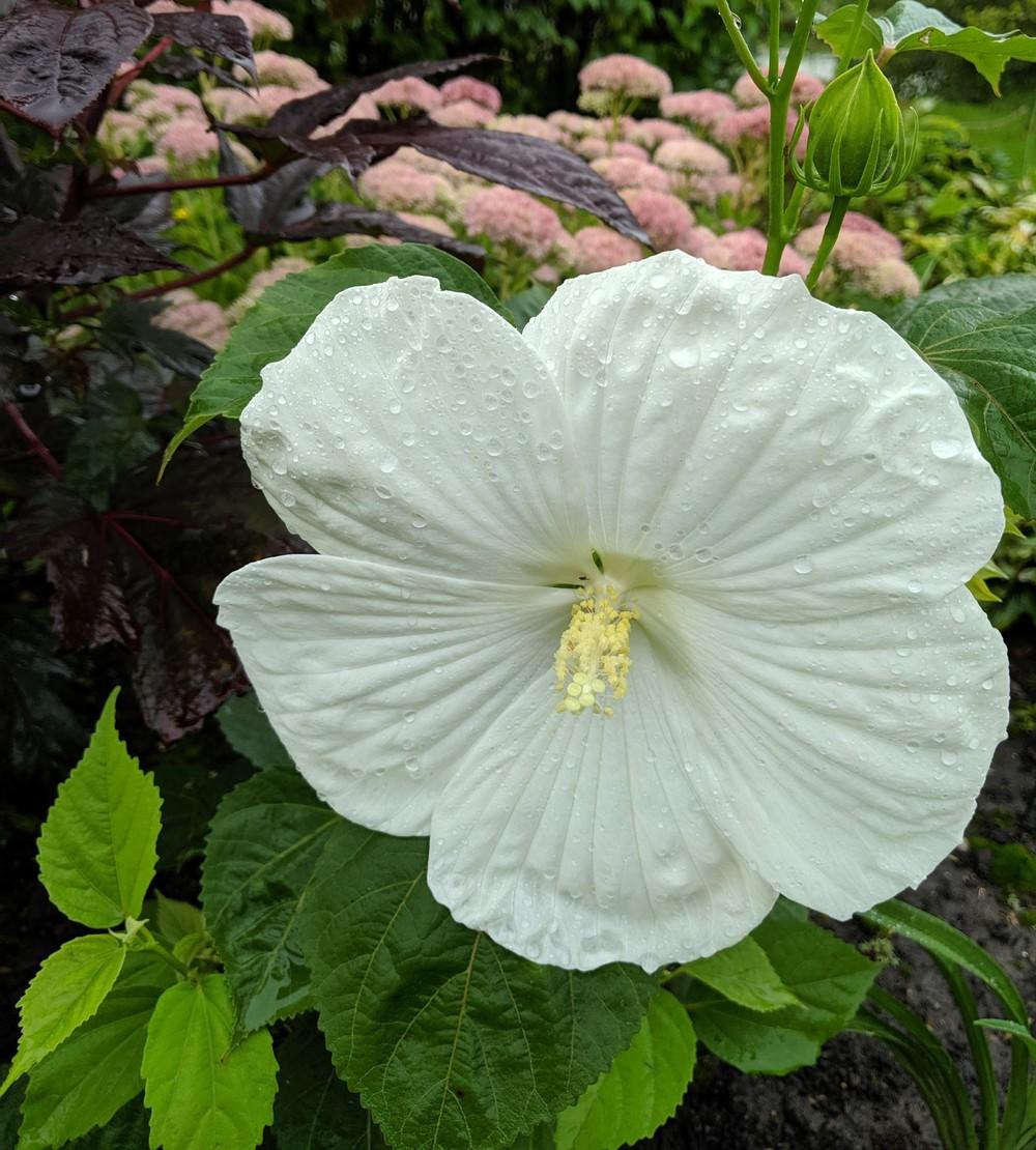 Photo of Hybrid Hardy Hibiscus (Hibiscus 'Blue River II') uploaded by Artsee1