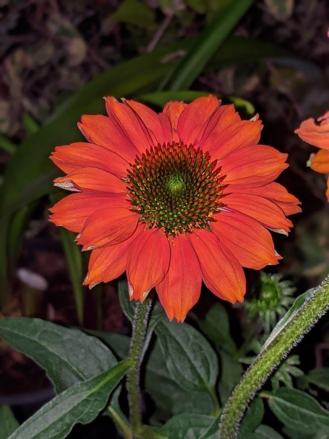 Photo of Coneflower (Echinacea Sombrero® Adobe Orange) uploaded by Joy