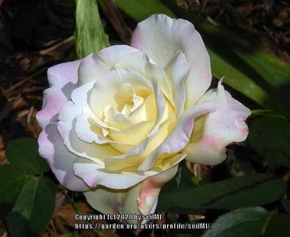 Photo of Hybrid Tea Rose (Rosa 'Garden Party') uploaded by seilMI