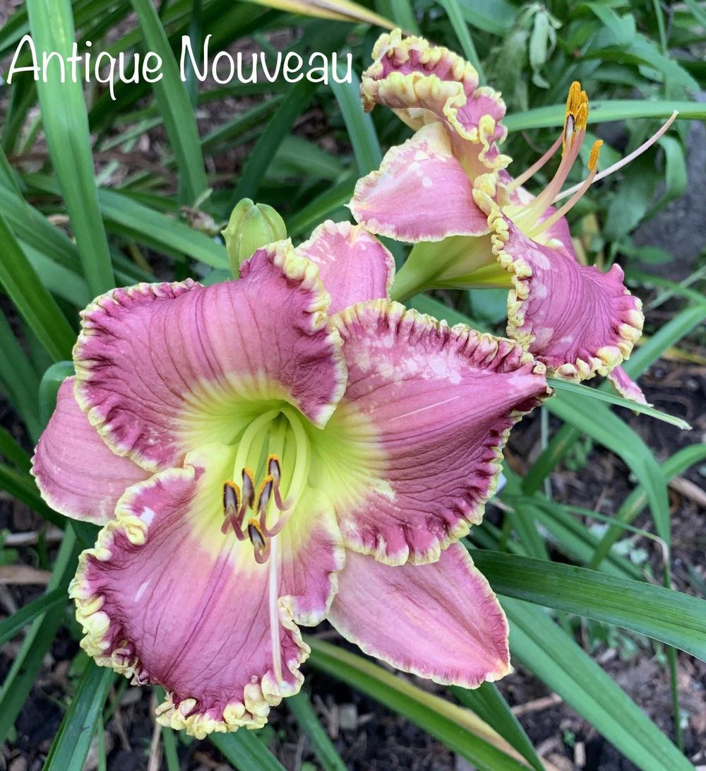 Photo of Daylily (Hemerocallis 'Antique Nouveau') uploaded by tinahartman64